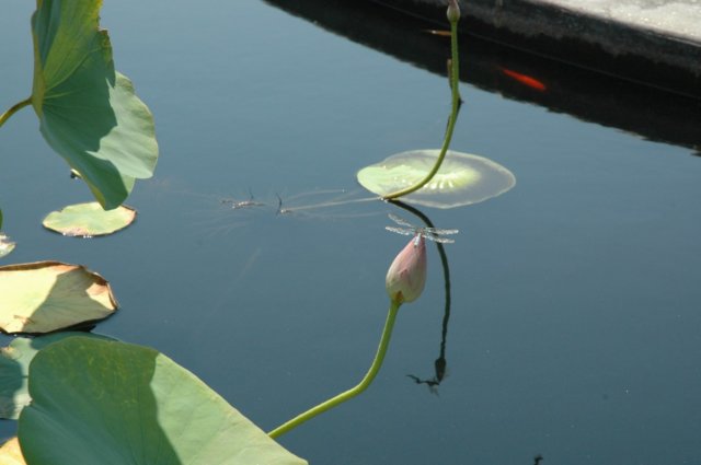 dsc_0067.jpg
