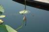 dsc_0068_small.jpg