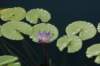 dsc_0107_small.jpg