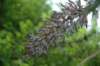 dsc_0129_small.jpg