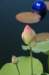 dsc_0138_small.jpg
