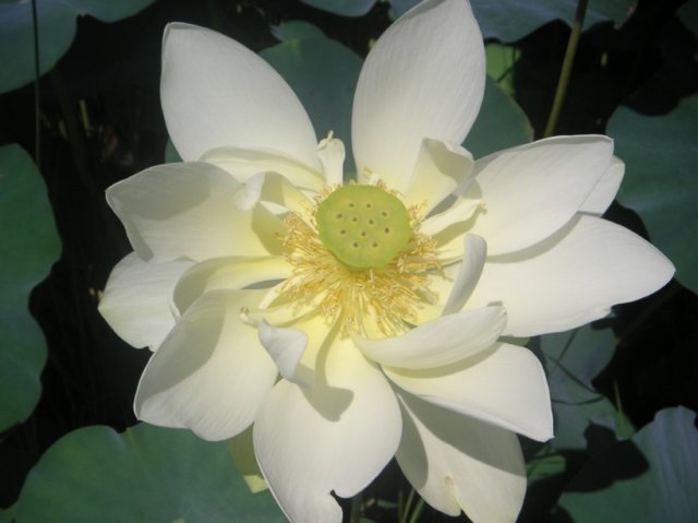 pict0269.jpg