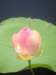 pict0278_small.jpg